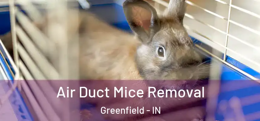  Air Duct Mice Removal Greenfield - IN